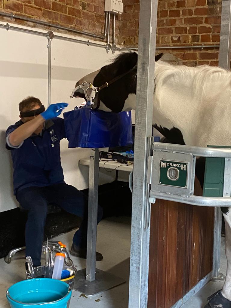 Equine dental clinic- a visiting specialist dental practice in action at New Farm.