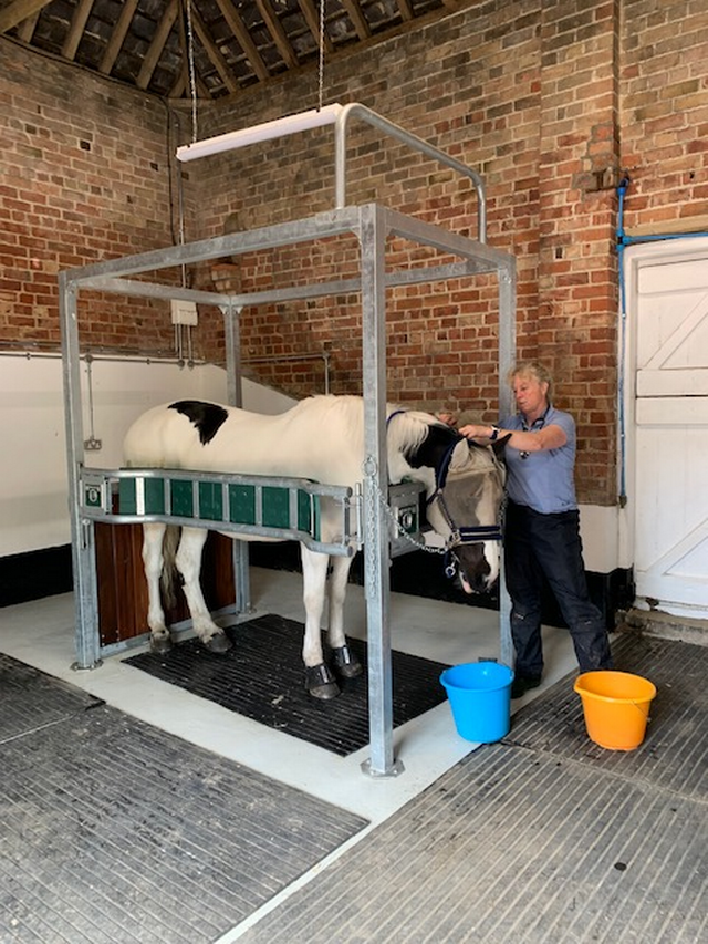 Cath examining horse in stocks.